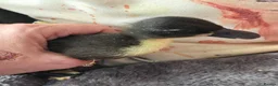 Ducks poultry for sale: 5 little ducklings runner cross call duck - Advert 3