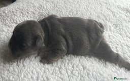 French Bulldog dogs for sale: 7 Stunning Babies ❤️💙 - Image 15