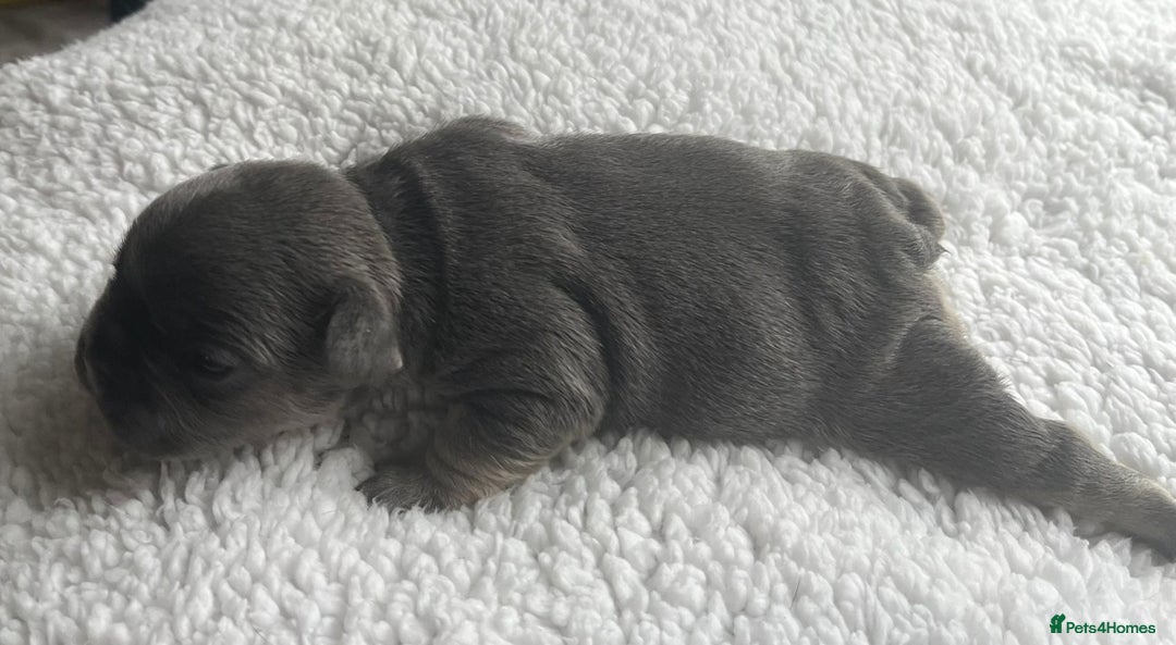 French Bulldog dogs for sale: 7 Stunning Babies ❤️💙 - Image 15