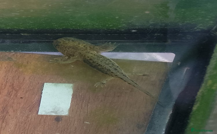 Axolotl reptiles - Advert 1
