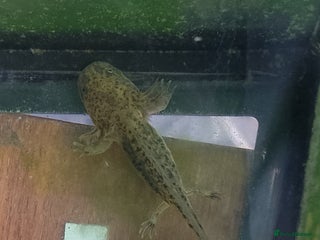 Axolotl reptiles - Advert 3