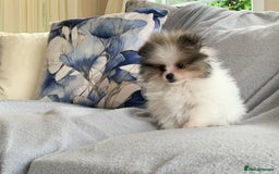 Pomeranian dogs for sale: Fluffy Pomeranian puppies - Image 35