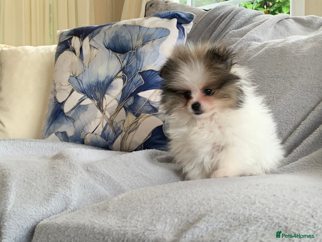 Pomeranian dogs for sale: Fluffy Pomeranian puppies - Image 35