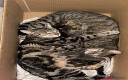Mixed Breed cats for sale: Mixed breed ragdoll & tabby kittens - Image 25