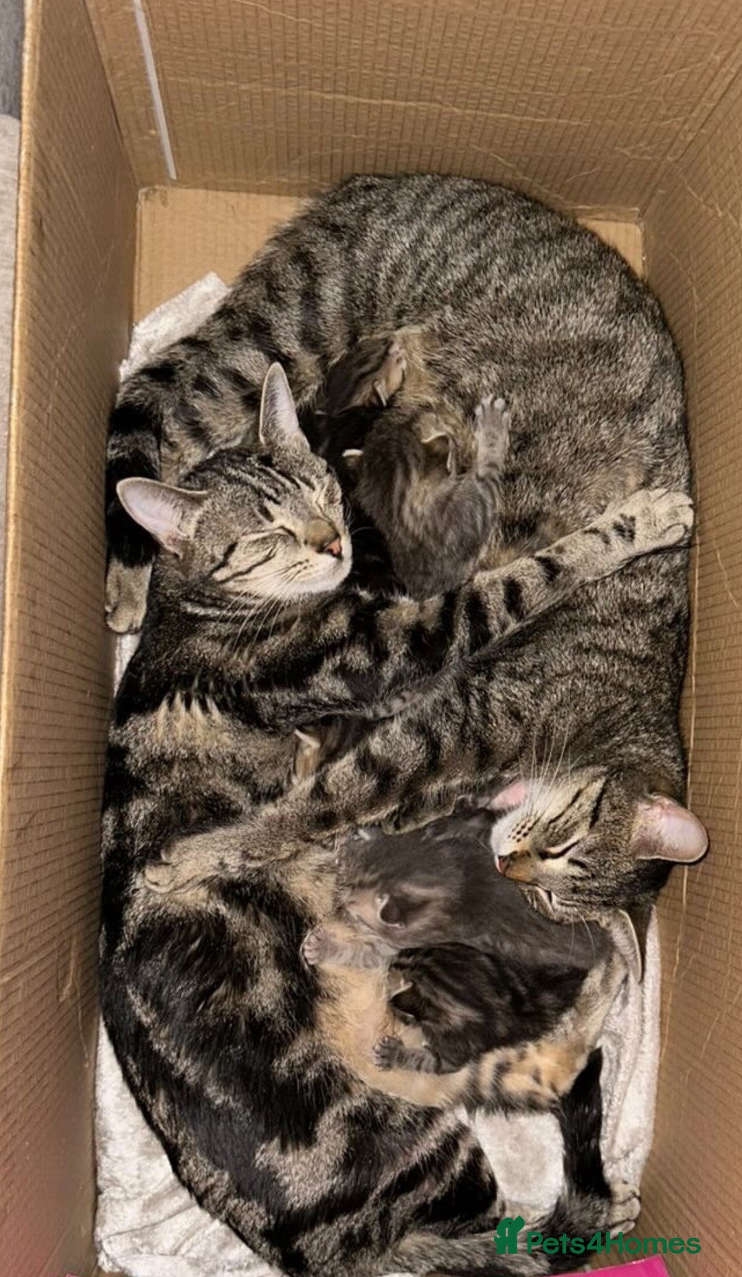 Mixed Breed cats for sale: Mixed breed ragdoll & tabby kittens - Image 25