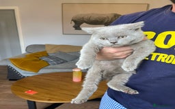 Scottish Fold cats for sale: Beautiful scotish fold straight ear kittens 🐱 ❤️ in Altrincham - Image 26