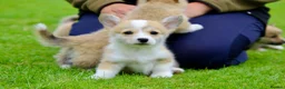 Welsh Corgi Pembroke dogs for sale: Pembroke corgi pups - Advert 17