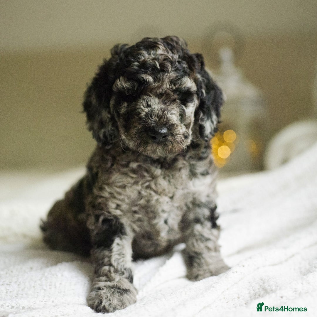 Goldendoodle dogs for sale: Stunning Merle goldendoodle male - Advert 1