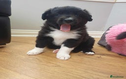 Mixed Breed dogs for sale: German Shepherd x collie - Image 11