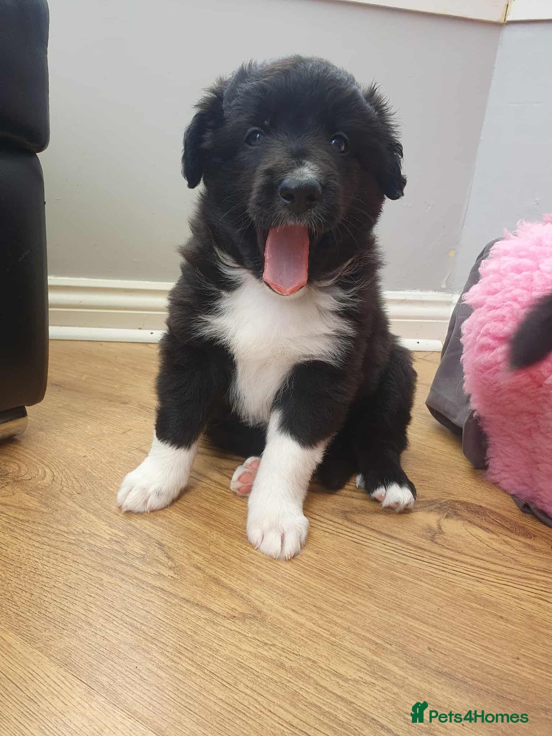 Mixed Breed dogs for sale: German Shepherd x collie - Image 11