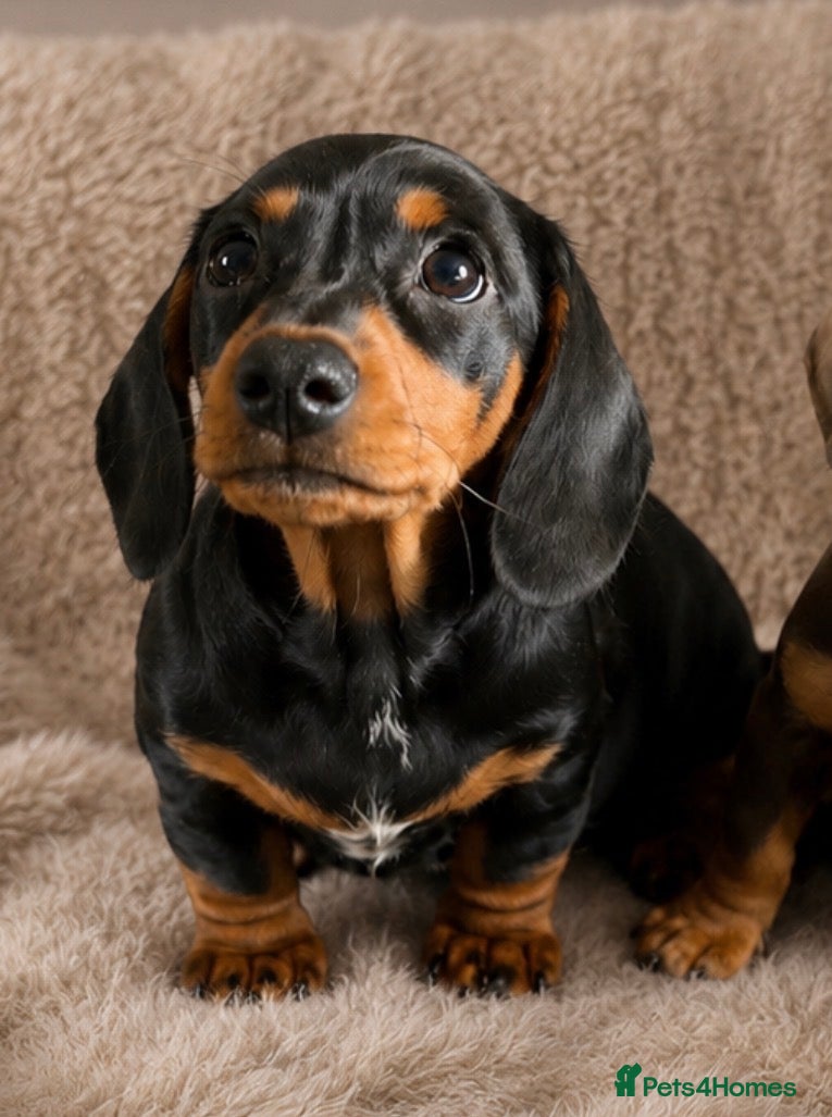 Miniature Dachshund dogs READY NOW! LAST BOY Licensed, kc/pra clear  - Advert 11
