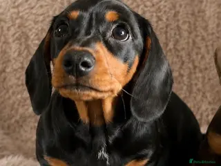 Miniature Dachshund dogs READY NOW! LAST BOY Licensed, kc/pra clear - Advert 11