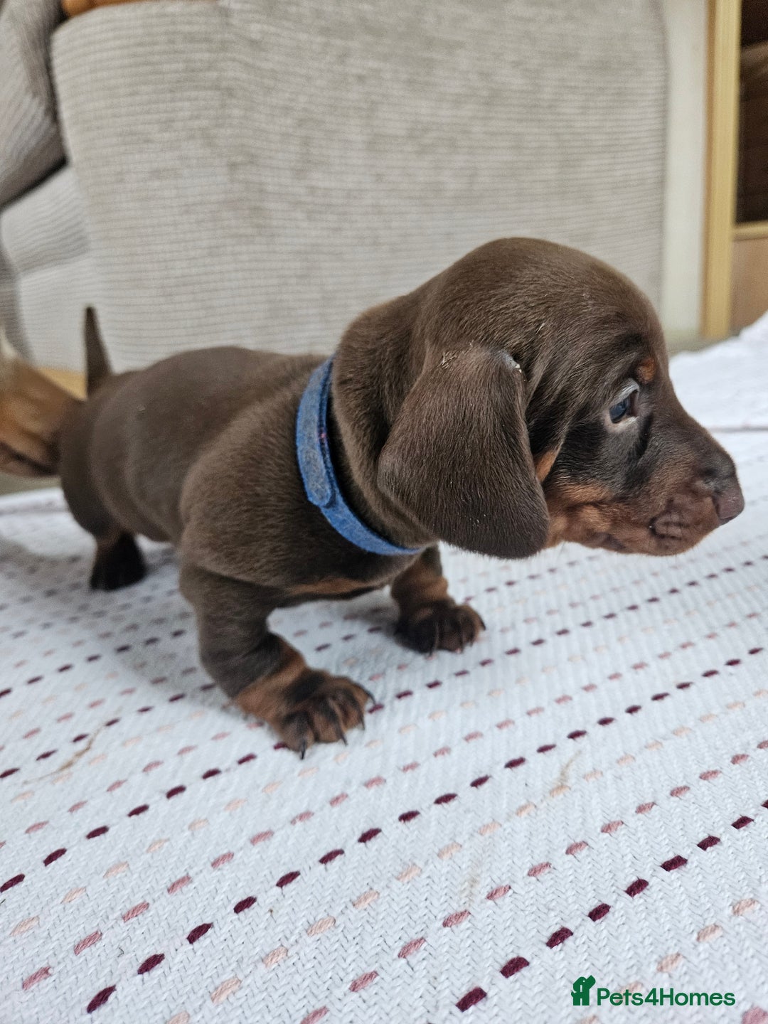 Miniature Dachshund dogs for sale: Miniature Dachshunds For Sale - Image 4