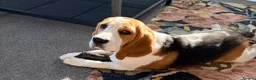 Beagle dogs for sale: KC Registered Gentle Beagle Boy - Advert 4
