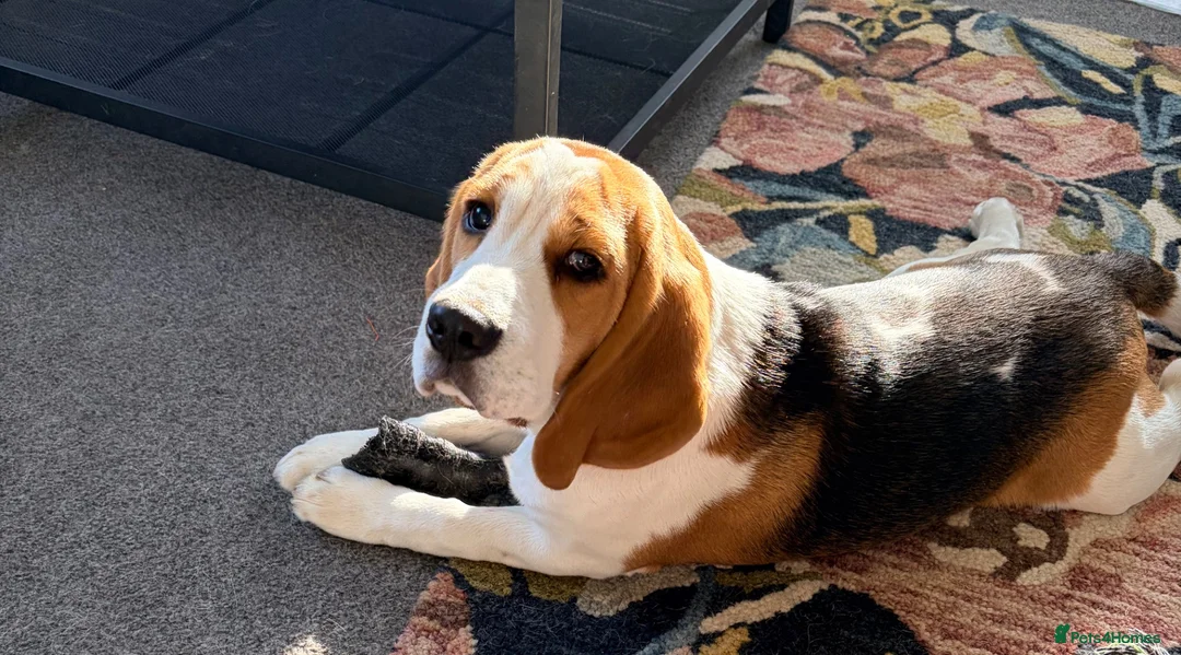 Beagle dogs for sale: KC Registered Gentle Beagle Boy - Advert 4