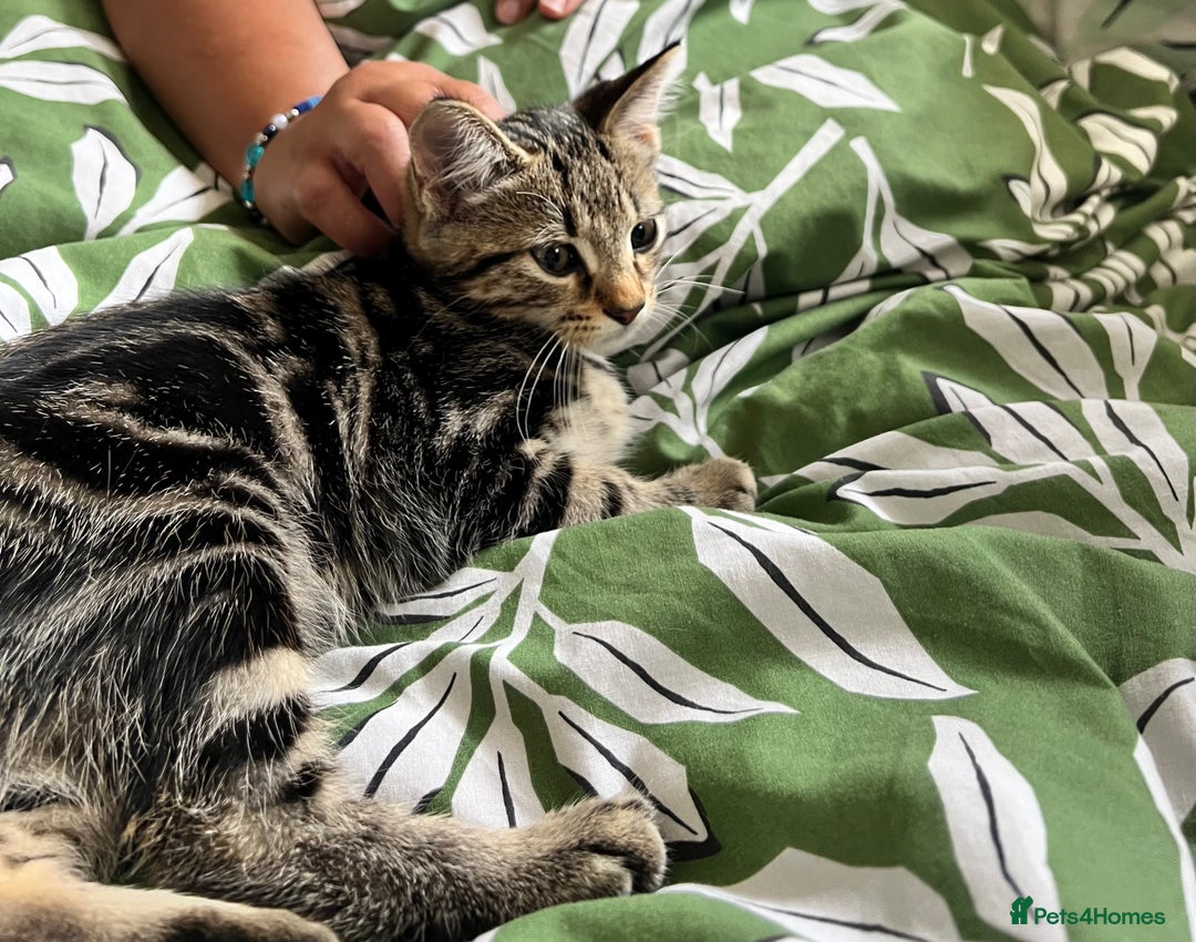 Maine Coon cats for sale: Female Tabby Kitten Ready for Rehoming  - Image 2