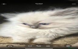 Ragdoll cats for sale: Ragdoll kittens  - Image 10