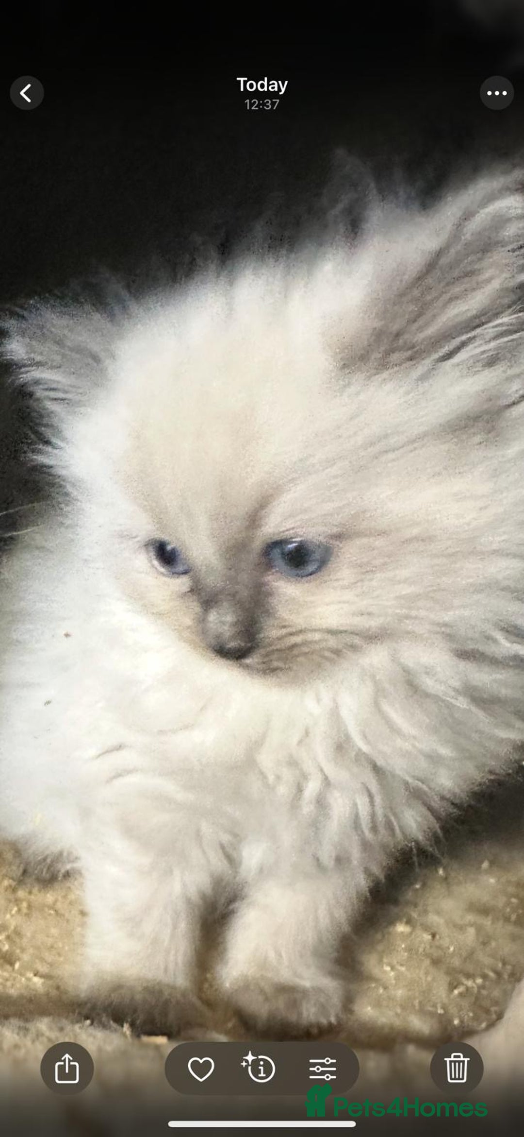 Ragdoll cats for sale: Ragdoll kittens  - Image 10