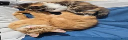 Mixed Breed cats for sale: She/her in Swindon - Advert 9