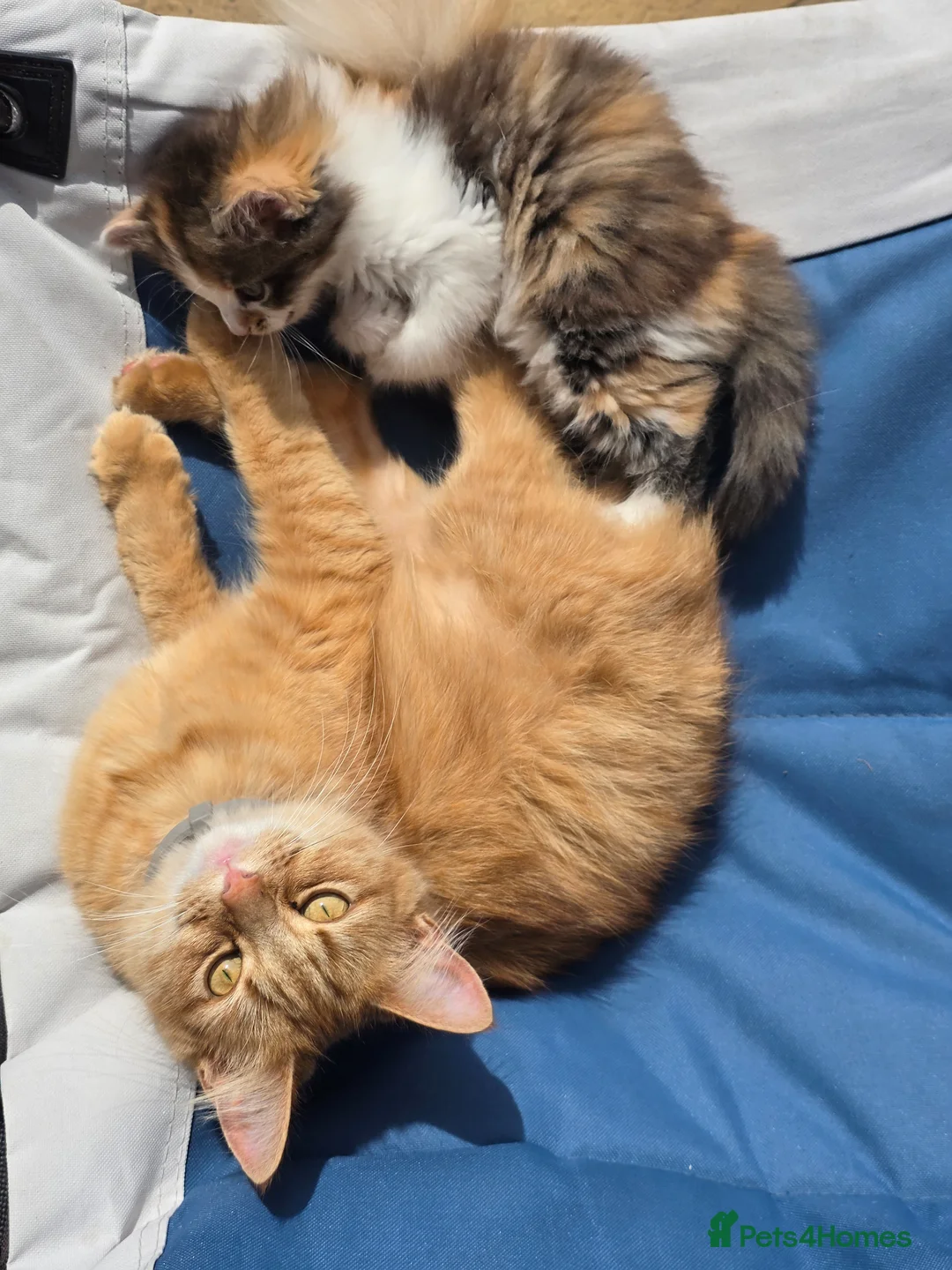 Mixed Breed cats for sale: She/her in Swindon - Advert 9