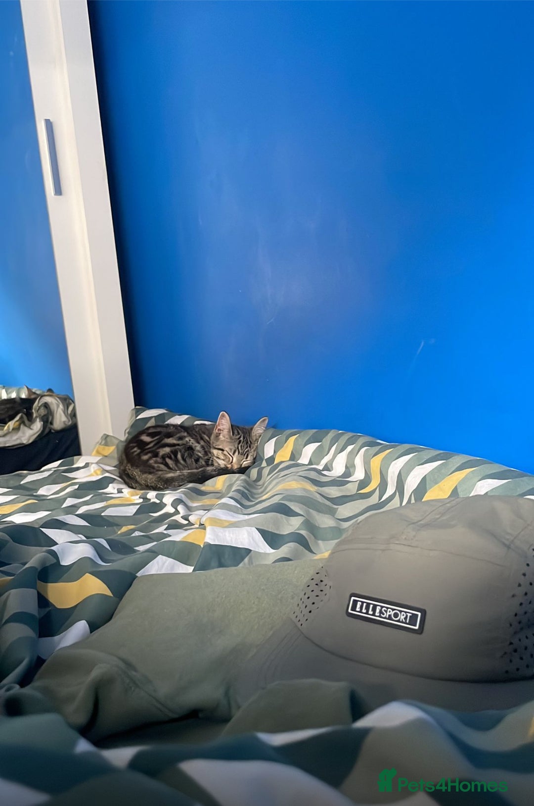 British Shorthair cats for sale: 2 kittens for sale  - Advert 2