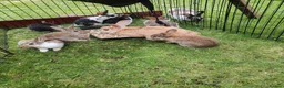 Flemish rabbits for sale: Beautiful baby rabbits  - Advert 5