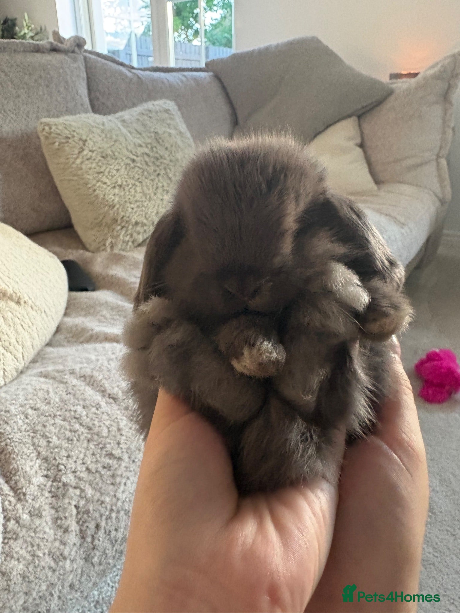 Mini Lop rabbits Grey/chocolate mini lop - Advert 4
