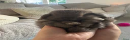 Mini Lop rabbits for sale: Grey/chocolate mini lop in Darlington - Advert 1