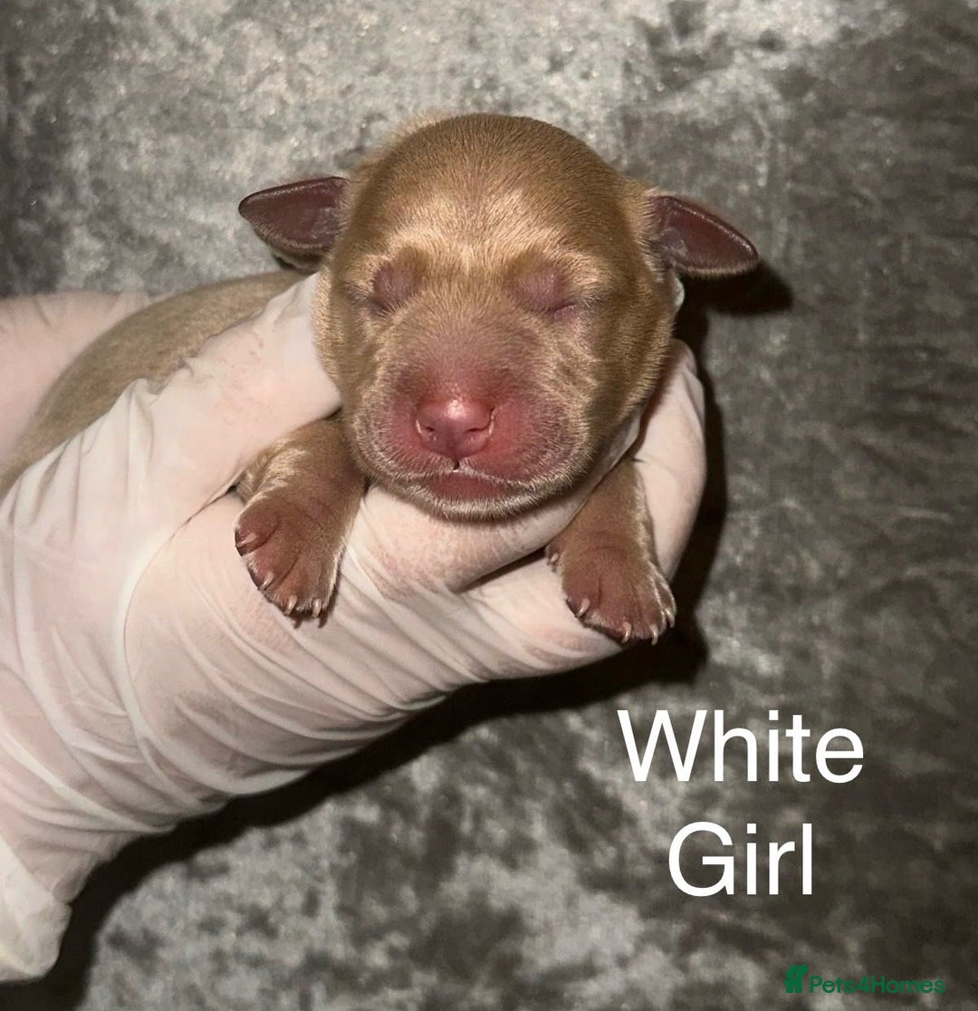 Labrador Retriever dogs for sale: Stunning Labrador Puppy's ( 4 girls, 3 boys ) - Image 7