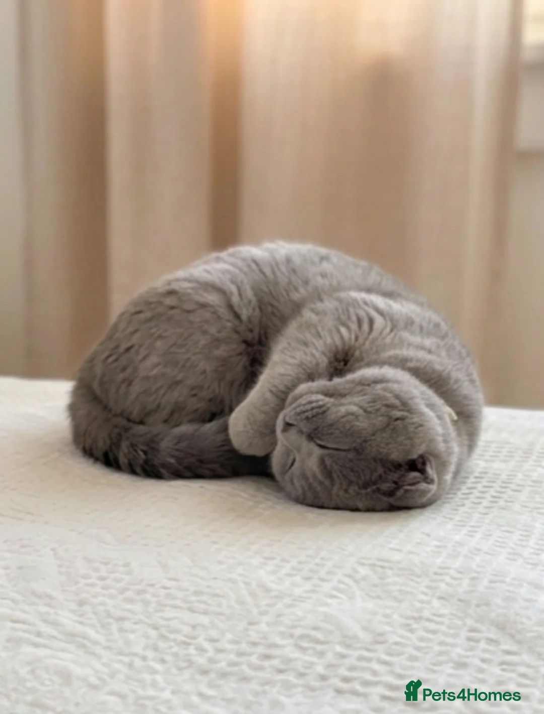 Scottish Fold cats for sale: 🐾 Scottish Fold cat, Needs a Home 🏡 😻🐾 - Advert 2