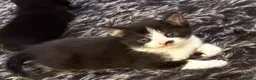 Mixed Breed cats for sale: Beautiful black and white kittens - Advert 3