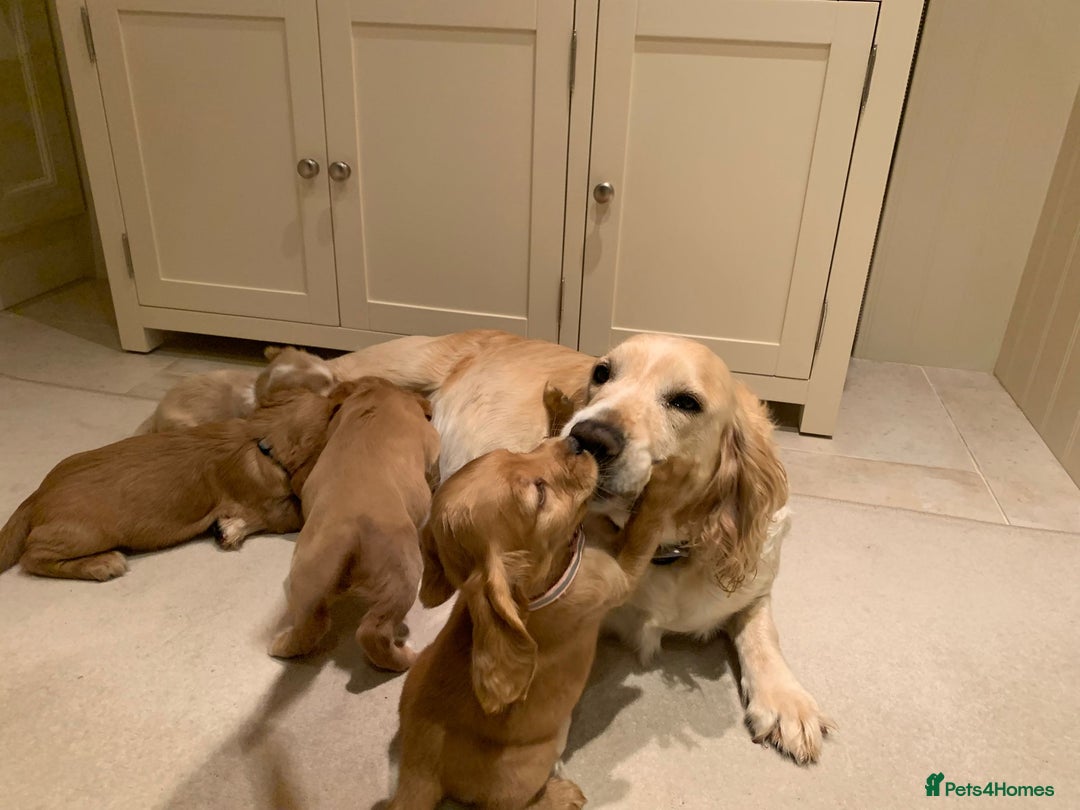 Cocker Spaniel dogs for sale: Cocker spaniel puppies  - Advert 9