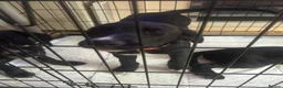 Borador dogs for sale: Beautiful Male Borador Puppy - 16 weeks old - Advert 3