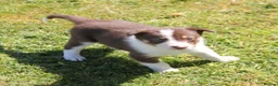Border Collie dogs for sale: Border Collie Puppies for Sale - Advert 8