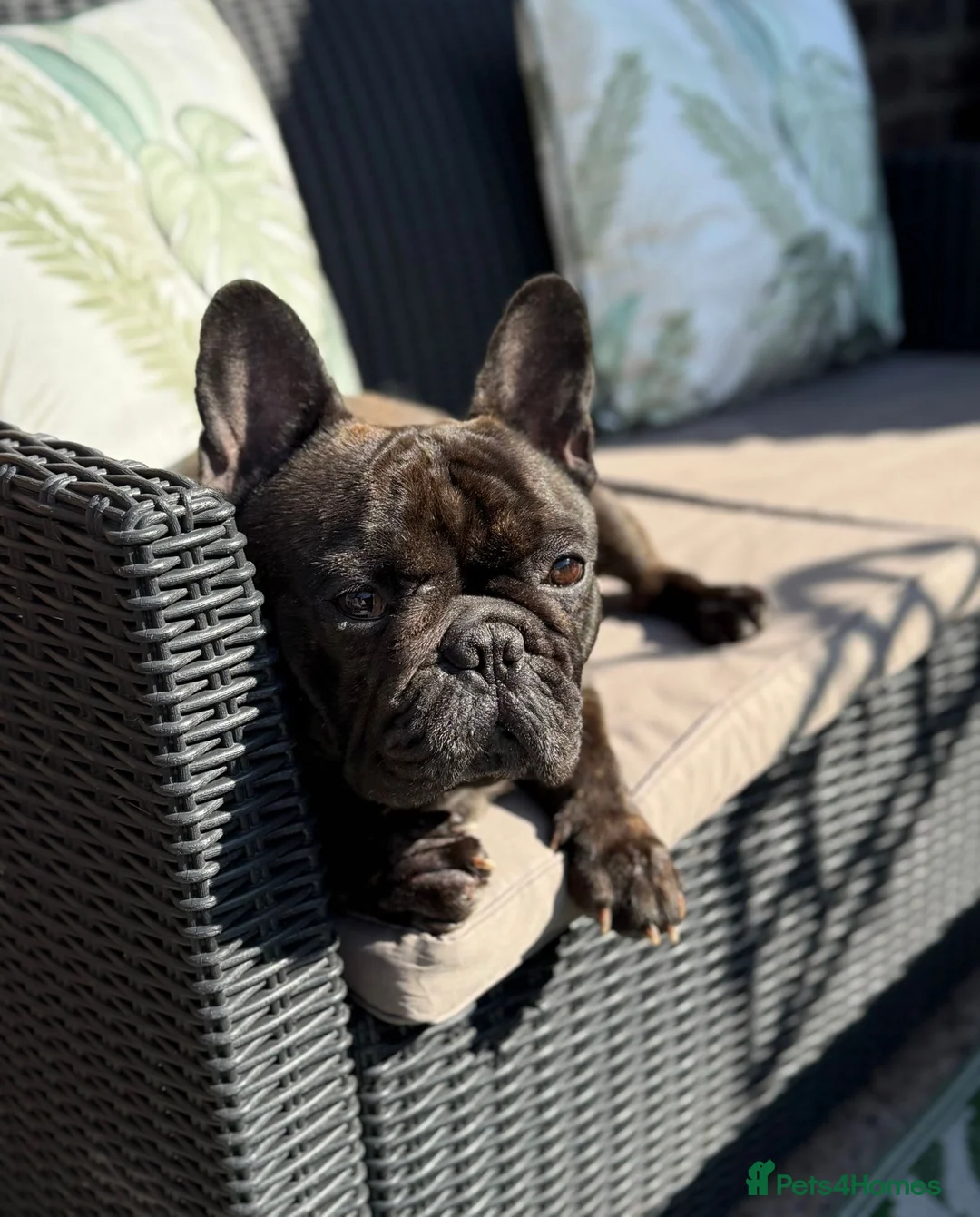 French Bulldog dogs for sale: Jackson in Warrington - Advert 5