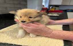 Shetland Sheepdog dogs for sale: Shetland sheepdog puppies - Image 3