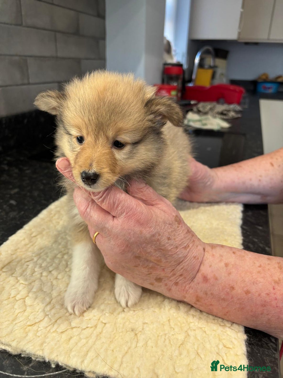 Shetland Sheepdog dogs for sale: Shetland sheepdog puppies - Image 3