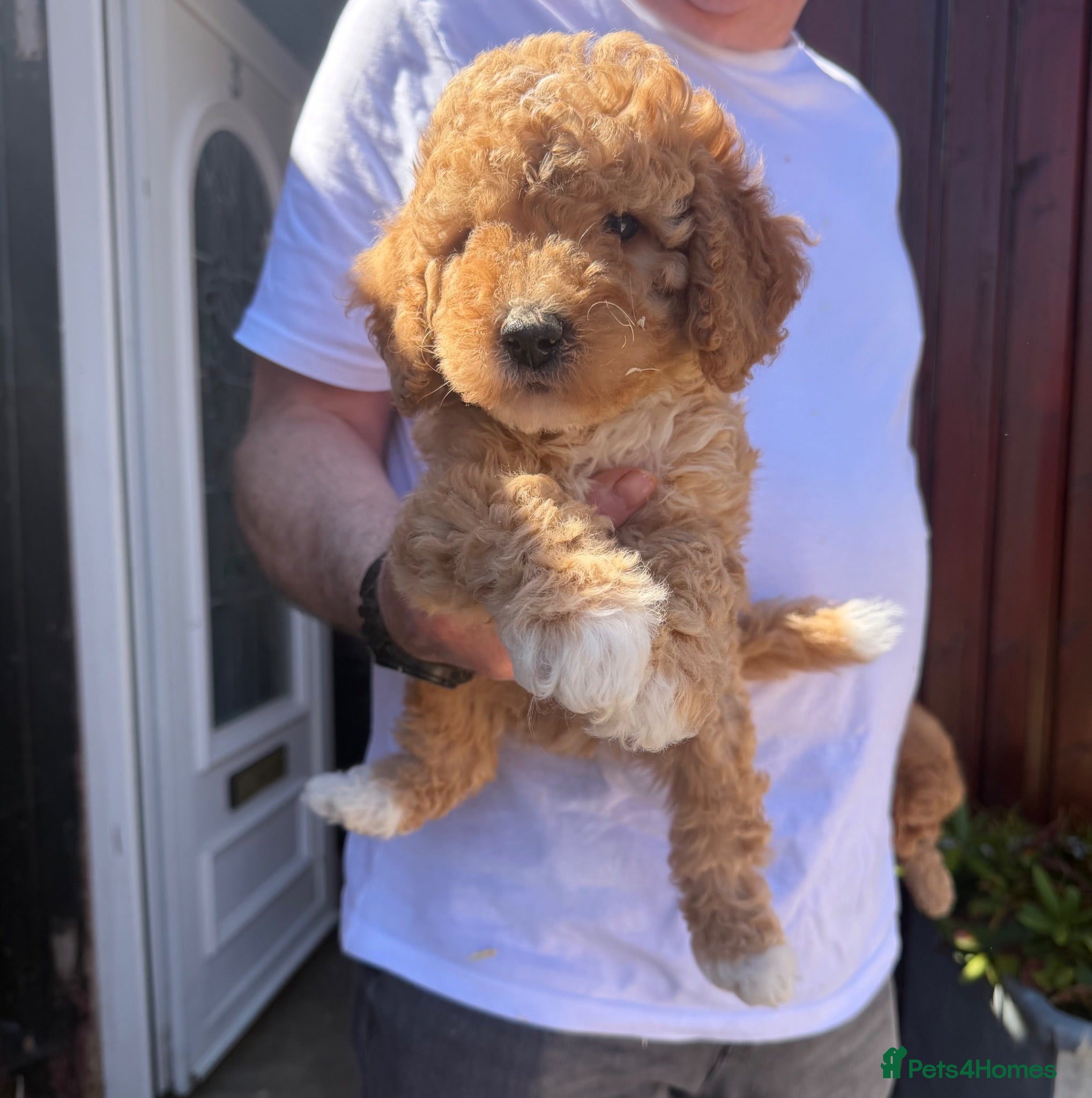 Cavapoo dogs beautiful litter of Cavapoo puppies for sale  - Advert 1