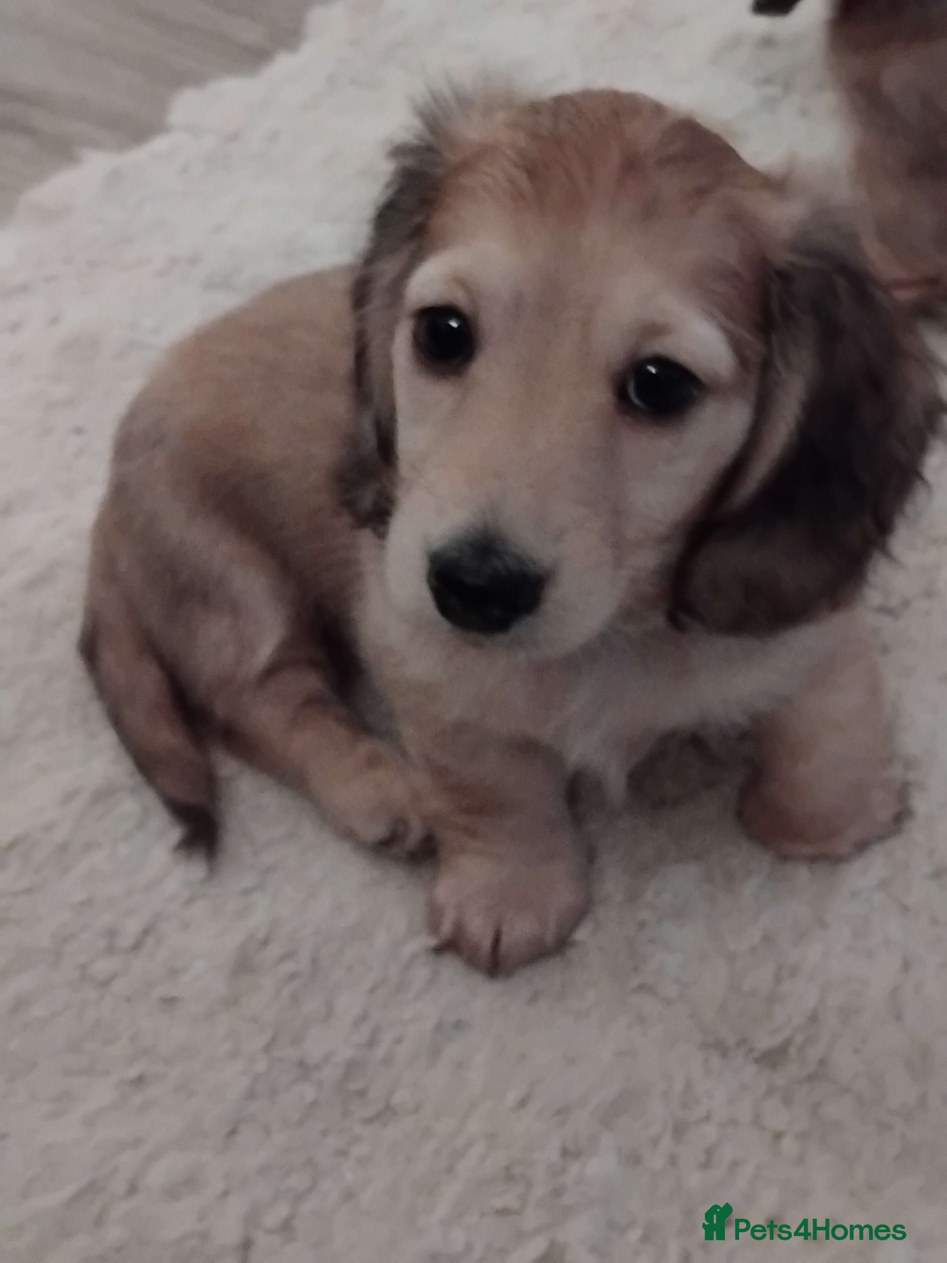 Miniature Dachshund dogs Miniature long haired dachshund puppies for sale   - Advert 3