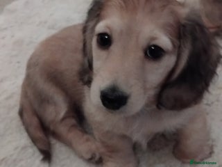 Miniature Dachshund dogs Miniature long haired dachshund puppies for sale - Advert 3