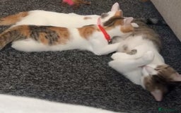 Domestic Shorthair cats for sale: Beautiful kittens ready to go - Image 11