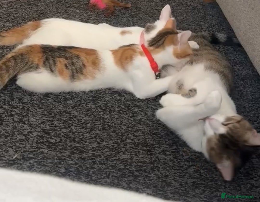 Domestic Shorthair cats for sale: Beautiful kittens ready to go - Image 11