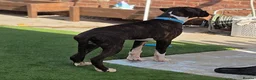 Boxer dogs for sale: 6 Month Old Male Boxer Puppy in Exeter - Advert 12