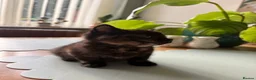 Mixed Breed cats for sale: 4 Beautiful Kittens Looking for Loving Homes - Advert 12