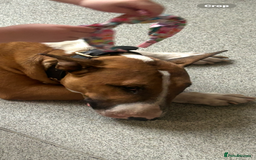 English Bull Terrier dogs for sale: 3 year old English bull terrier  - Image 1
