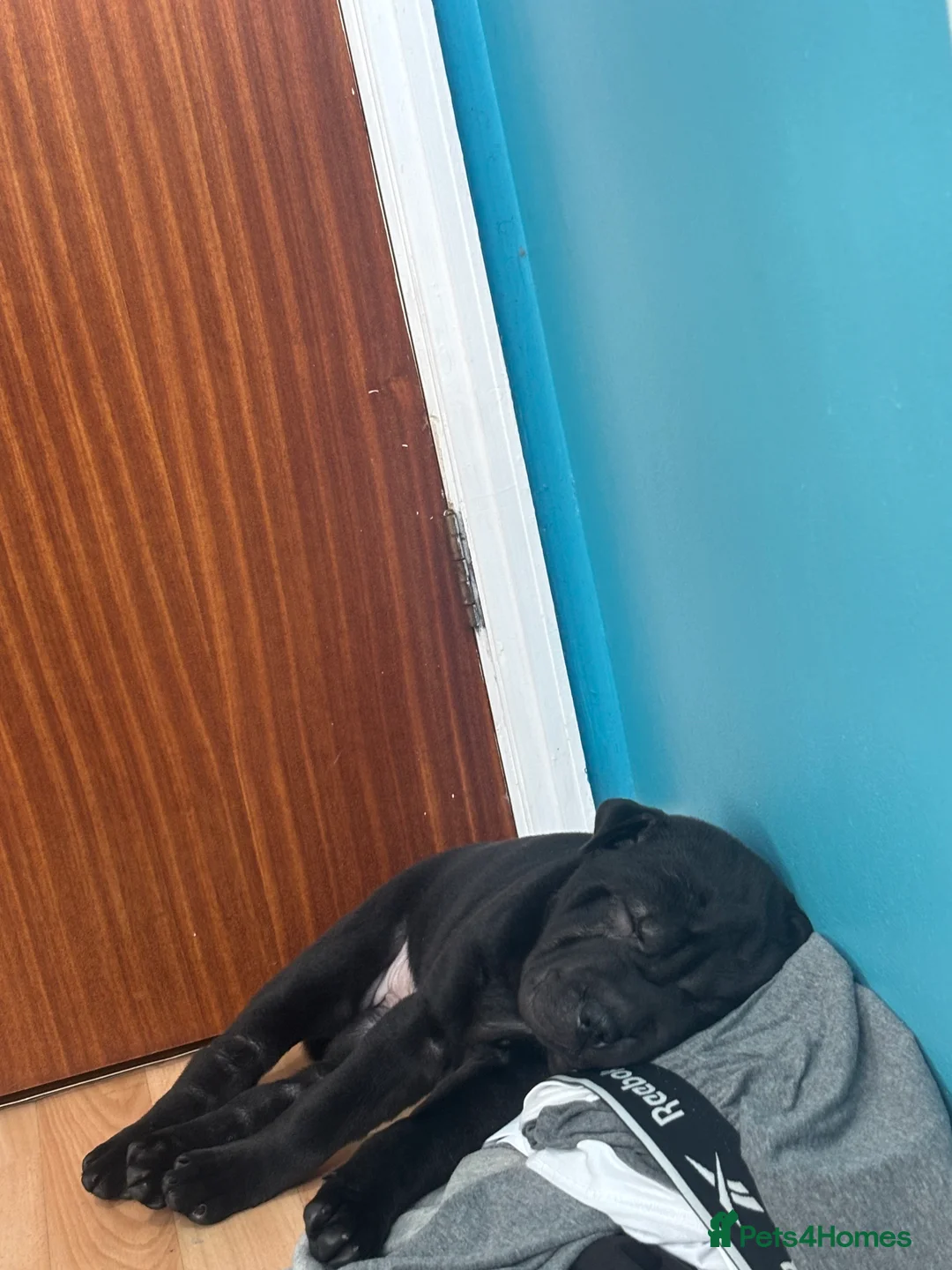 Shar Pei dogs for sale: 15 week old puppy needs new home! - Advert 2