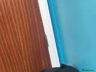 Shar Pei dogs 15 week old puppy needs new home! - Advert 16