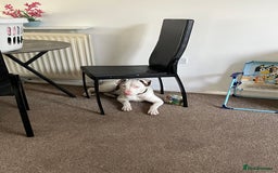 Staffordshire Bull Terrier dogs for sale: 9 month old puppy  - Image 3