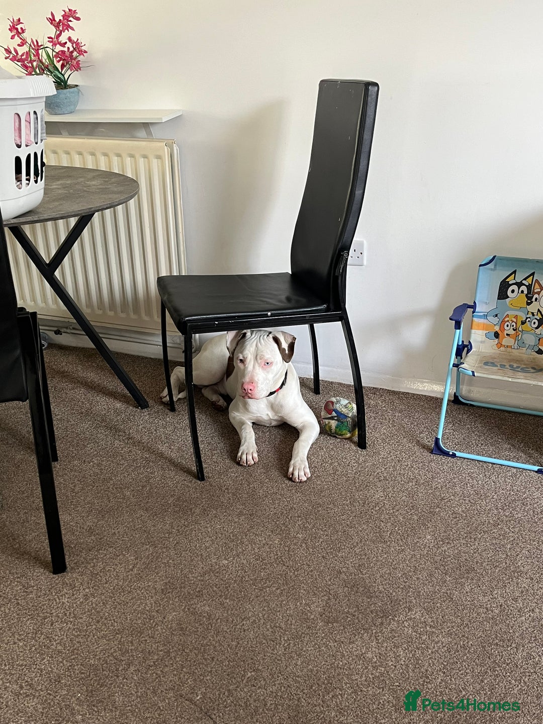 Staffordshire Bull Terrier dogs for sale: 9 month old puppy  - Image 3