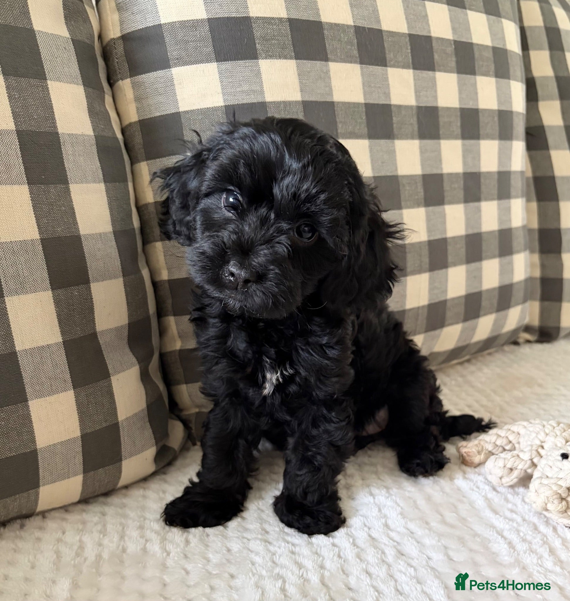 Cockapoo dogs Health tested cockapoo puppies  - Advert 2